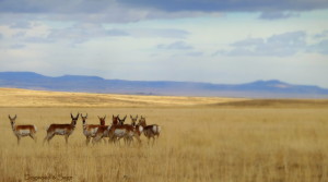 Antelope soft blur - watermark