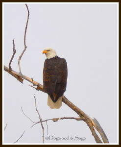 Bald  Eagle watermark 1 frame